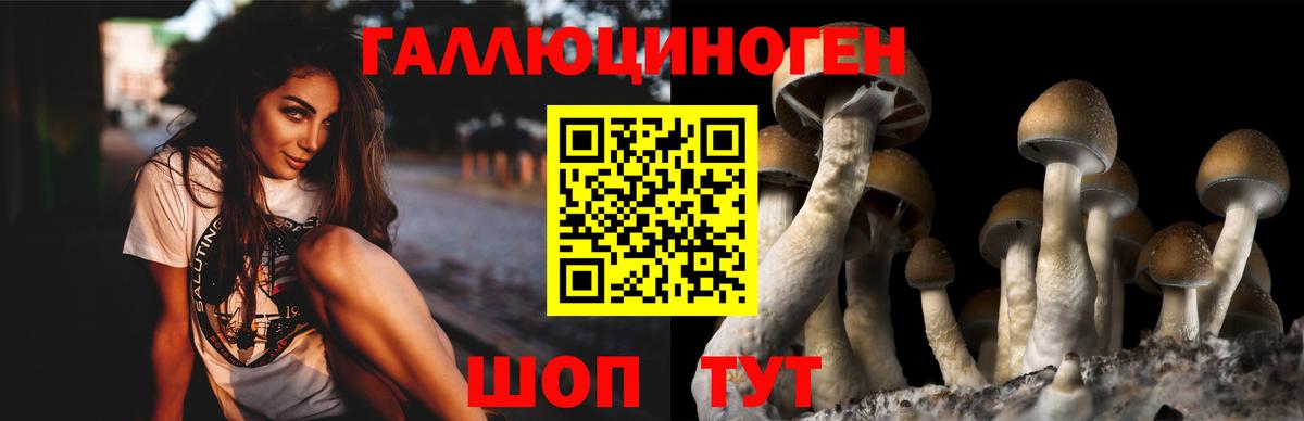 Псилоцибиновые грибы Psilocybe  купить наркотики цена  Вход с VPN  Краснокаменск  Галлюциногенные грибы мухоморы 
